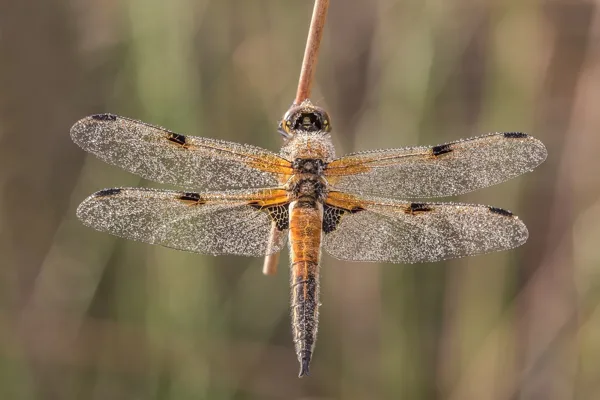 Four-spotted Chaser ♂ (2016)