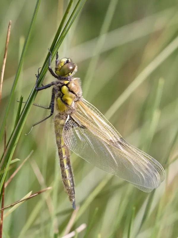 Four-spotted Chaser ♂ (2016)