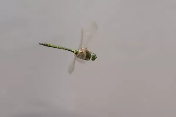 lesklice zelenavá ♂ (2016)