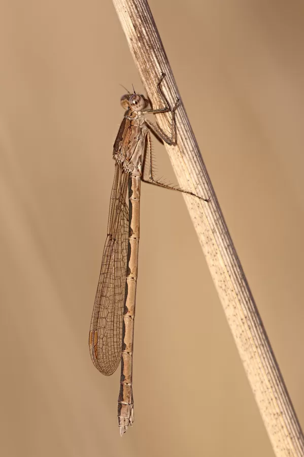 šídlatka kroužkovaná (Sympecma paedisca) ♀
