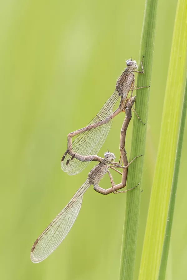 šídlatka kroužkovaná (Sympecma paedisca) ♂ + ♀
