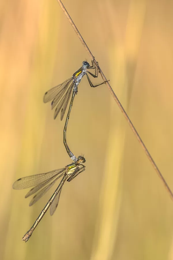 šídlatka páskovaná (Lestes sponsa) ♂ + ♀