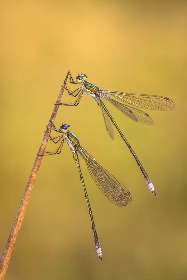 šídlatka zelená (Lestes virens) ♂ + ♂