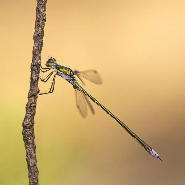 šídlatka zelená (Lestes virens) ♂