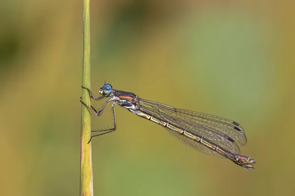 šídlatka tmavá (Lestes dryas) ♀