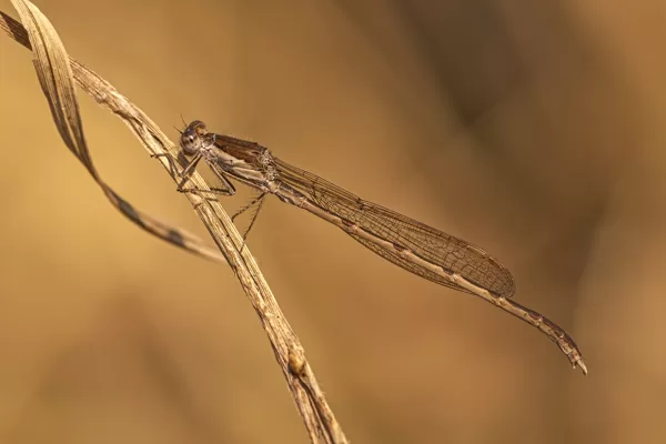 šídlatka hnědá (Sympecma fusca) ♂ 