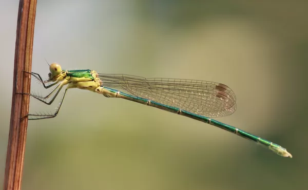 šídlatka zelená (Lestes virens) ♂