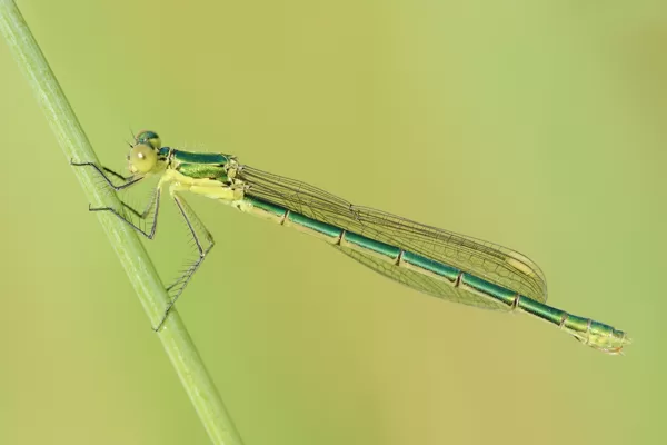 šídlatka zelená (Lestes virens) ♀