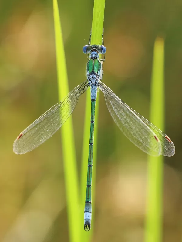 šídlatka páskovaná (Lestes sponsa) ♂