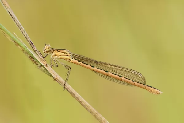 šídlatka kroužkovaná (Sympecma paedisca) ♀
