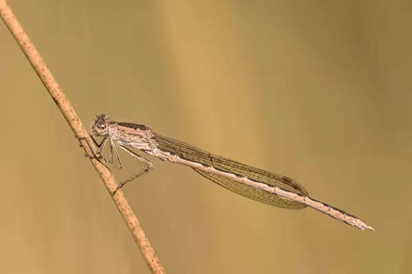 šídlatka kroužkovaná (Sympecma paedisca) ♂