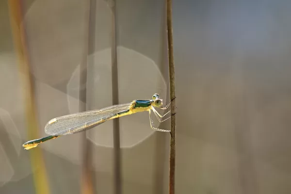 šídlatka zelená (Lestes virens) ♀
