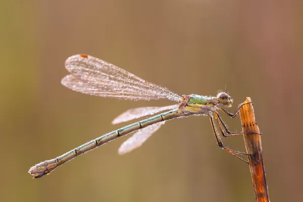 šídlatka páskovaná (Lestes sponsa) ♀