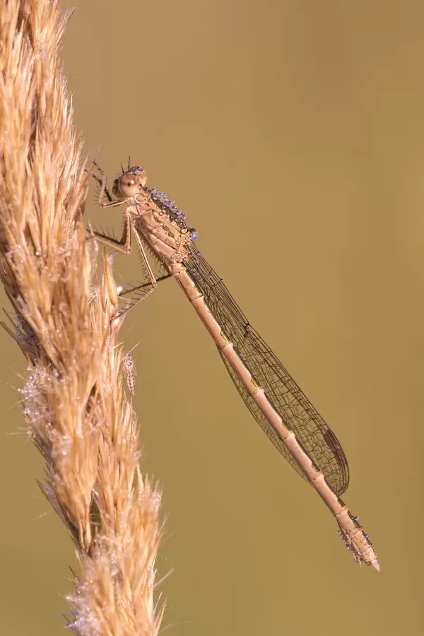 šídlatka kroužkovaná (Sympecma paedisca) ♂