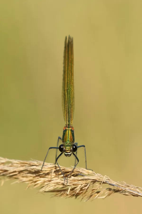 motýlice lesklá (Calopteryx splendens) ♀