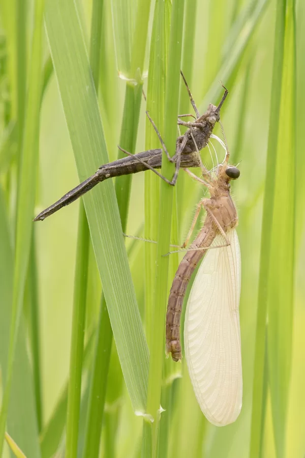 motýlice lesklá (Calopteryx splendens) ♀