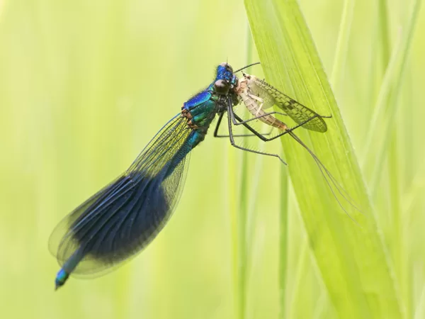 motýlice lesklá (Calopteryx splendens) ♂