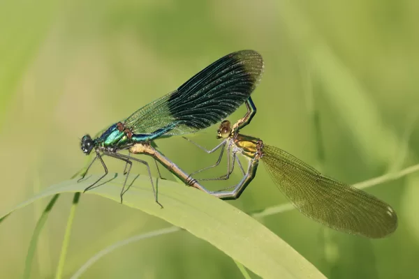 motýlice lesklá (Calopteryx splendens) ♂ + ♀