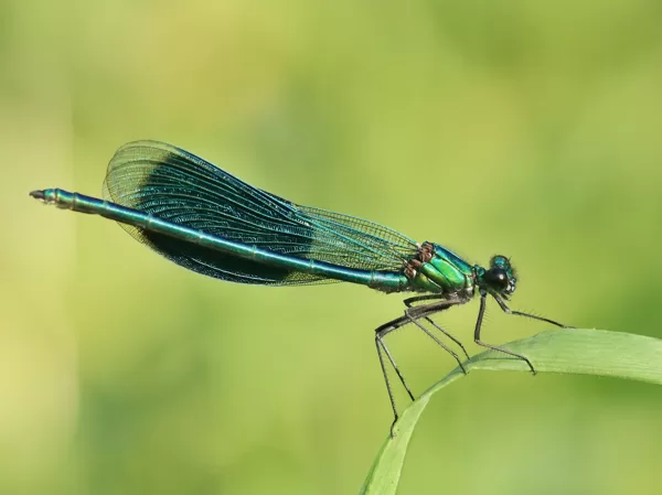 motýlice lesklá (Calopteryx splendens) ♂