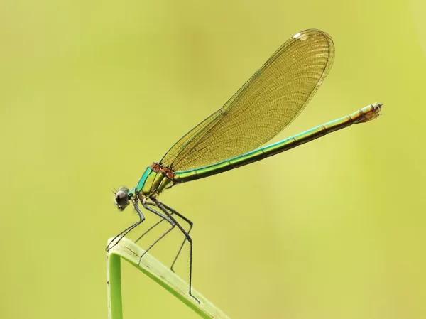 motýlice lesklá (Calopteryx splendens) ♀