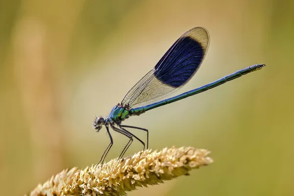 motýlice lesklá (Calopteryx splendens) ♂