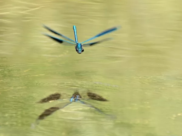 motýlice lesklá (Calopteryx splendens) ♂