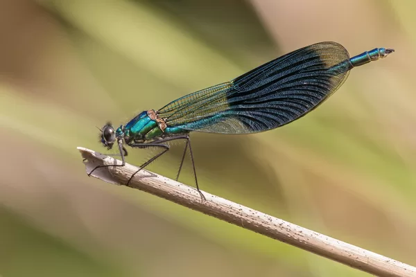 motýlice lesklá (Calopteryx splendens) ♂