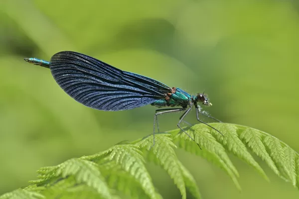 motýlice obecná (Calopteryx virgo) ♂