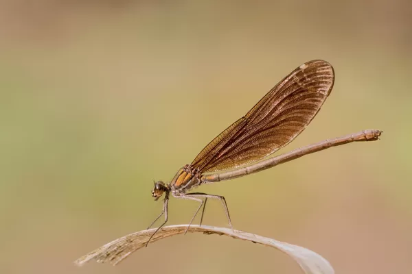 motýlice obecná (Calopteryx virgo) ♀