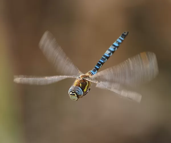 šídlo pestré (Aeshna mixta) ♂