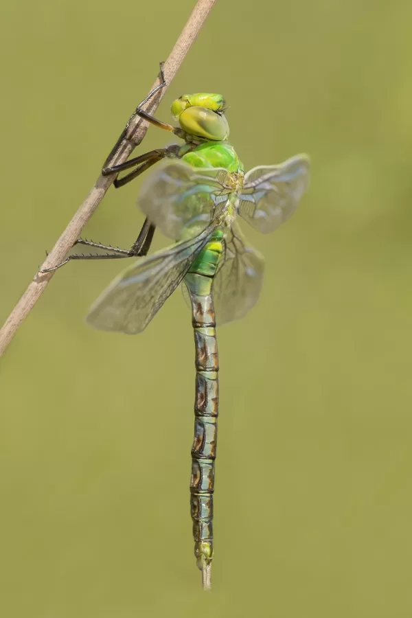 šídlo královské (Anax imperator) ♂