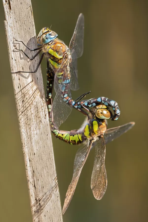 šídlo pestré (Aeshna mixta) ♂ + ♀