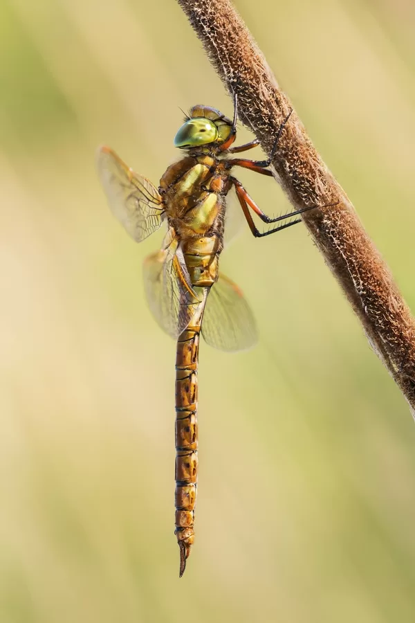 šídlo červené (Anaciaeschna isosceles) ♂