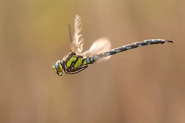 šídlo modré (Aeshna cyanea) ♂