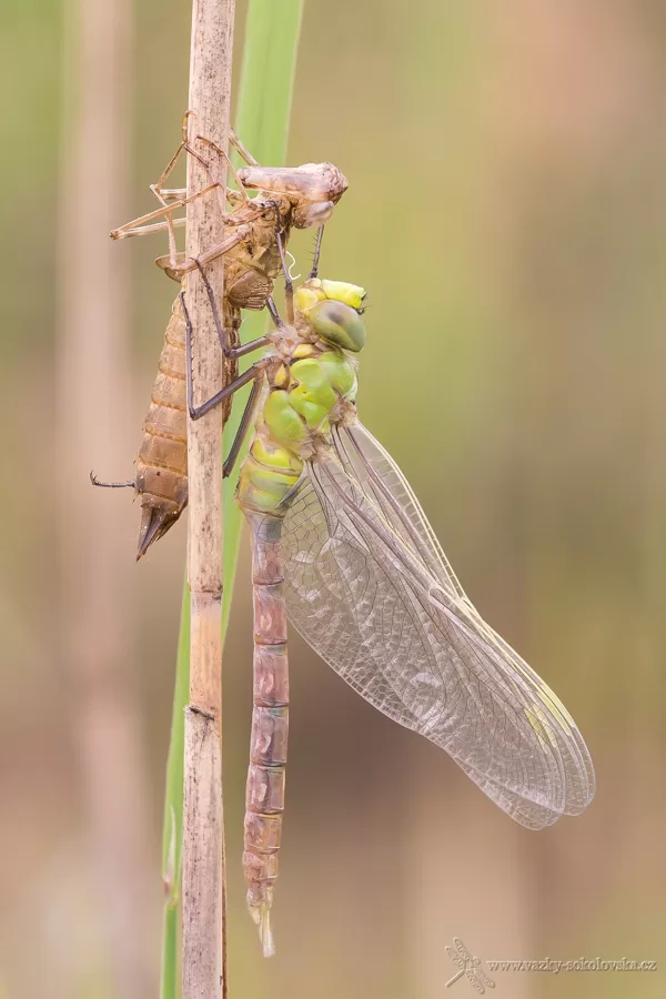 šídlo královské (Anax imperator) ♂