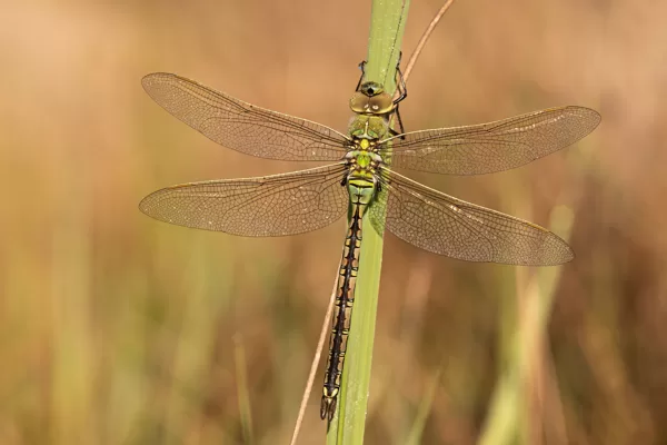 šídlo královské ♂ (Anax imperator)