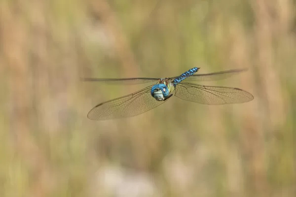 šídlo rákosní ♂ (Aeshna affinis)