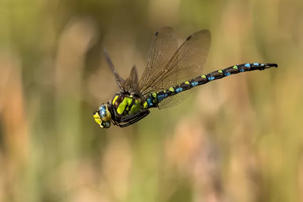 šídlo modré ♂ (Aeshna cyanea)
