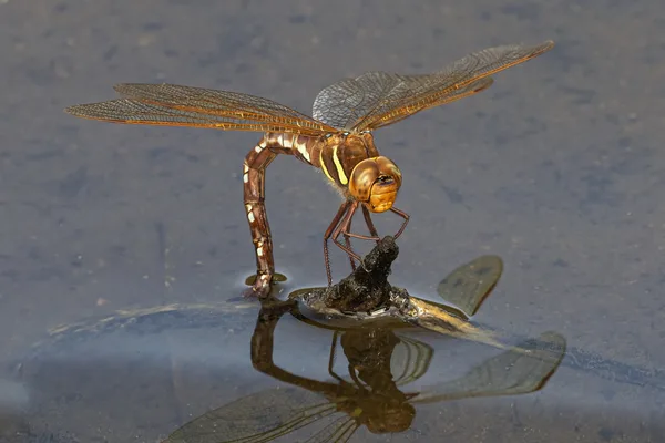 šídlo velké (Aeshna grandis) ♀