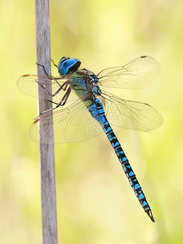 šídlo rákosní (Aeshna affinis) ♂