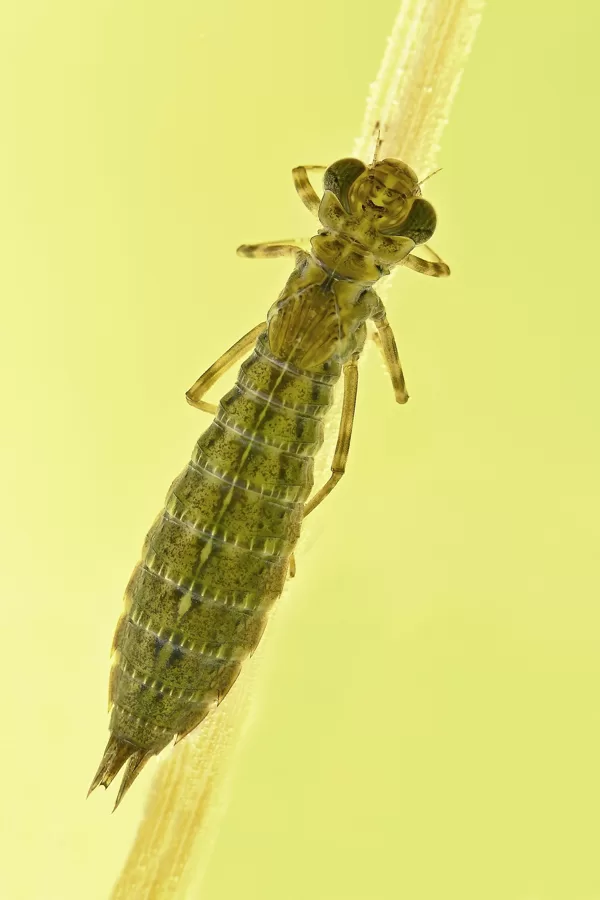 larva - šídlo modré (Aeshna cyanea)