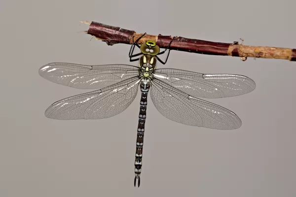 šídlo modré (Aeshna cyanea) ♂