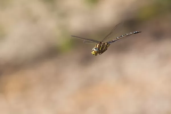 šídlo sítinové (Aeshna juncea) ♂