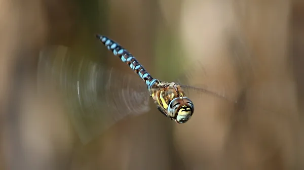 šídlo pestré (Aeshna mixta) ♂
