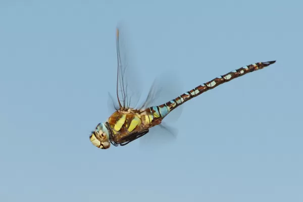 šídlo pestré (Aeshna mixta) ♂