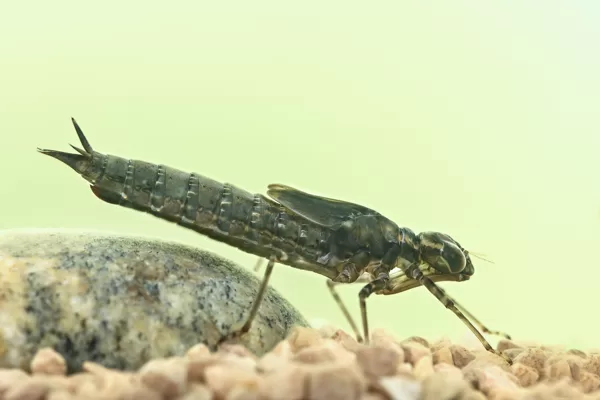 larva - šídlo modré (Aeshna cyanea) 