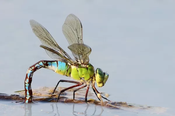 šídlo královské (Anax imperator) ♀