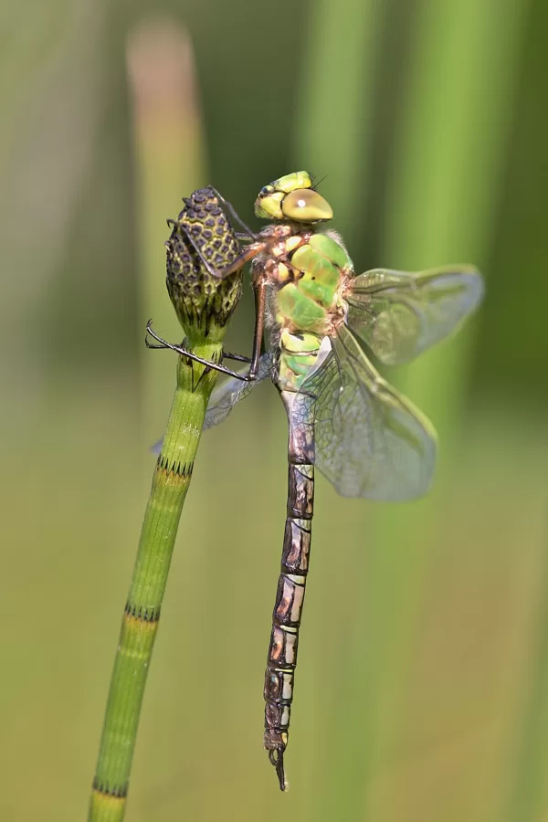 šídlo královské (Anax imperator) ♂
