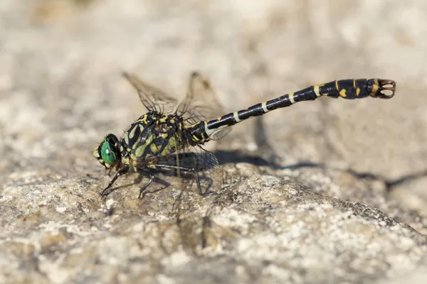 klínatka vidlitá (Onychogomphus forcipatus) ♂