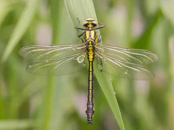 klínatka obecná (Gomphus vulgatissimus) ♂